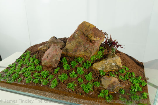 Five Stones Aquascape - Hemianthus callitrichoides 'Cuba'