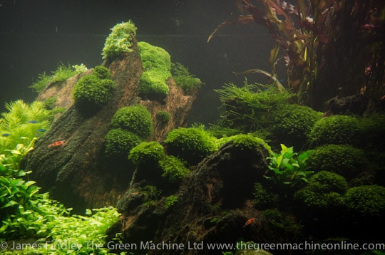 Nature's Chaos Aquascape by James Findley
