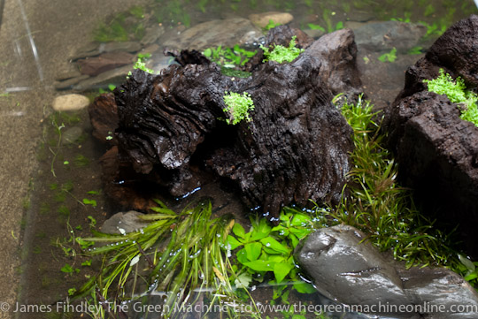 Nature's Chaos Aquascape by James Findley