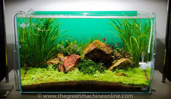 Five Stones Aquascape by James Findley