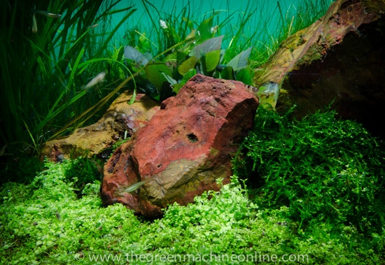 Five Stones Aquascape by James Findley