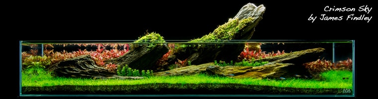 Aquatic Layout Guide- Rules of Composition: The Golden Ratio, Creating  Perspective and Layout Shapes – Aquascape Art – The Green Machine