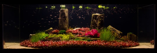 Arizona Aquascape uses red plants the create a vivid crimson carpet