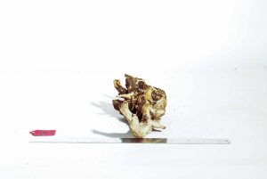 Product Image at The Green Machine