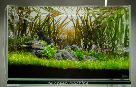 Carpeting aquarium hot sale plants