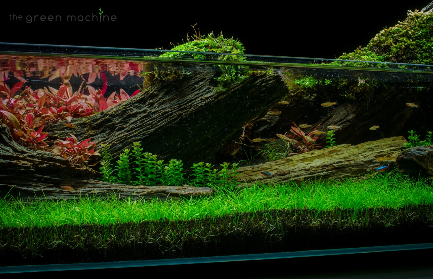 An Article on Eleocharis sp. Mini – Aquascape Art – The Green Machine