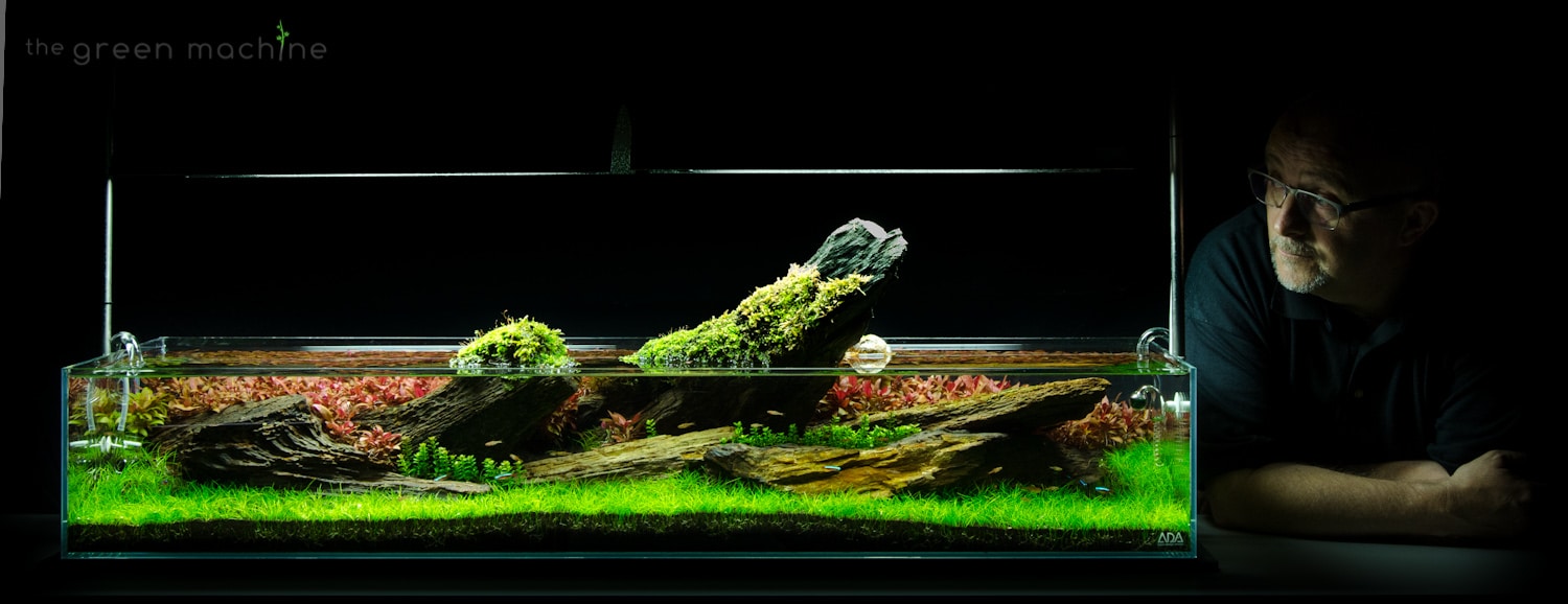 Tgm Fossilised Wood The Ancient Hardscape Aquascape Art The Green Machine