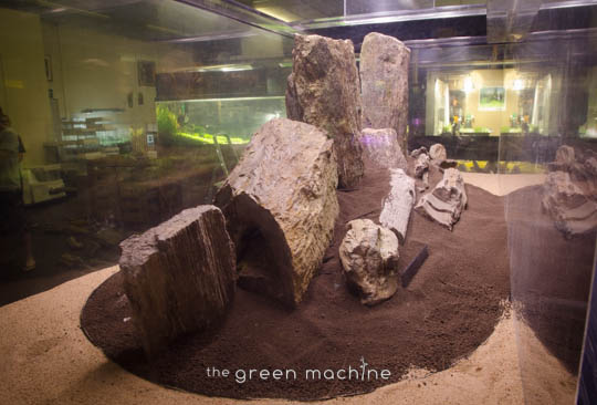 Arizona Aquascape by James Findley for The Green Machine