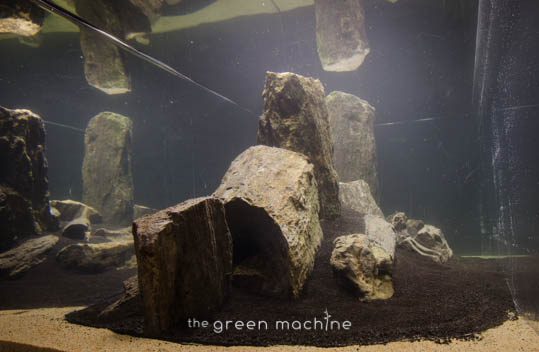 Arizona Aquascape by James Findley for The Green Machine