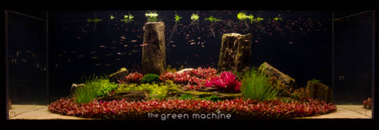 Arizona Aquascape by James Findley for The Green Machine