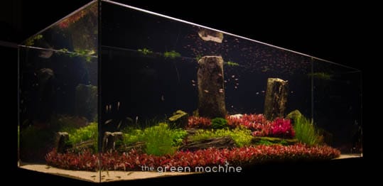 Arizona Aquascape by James Findley for The Green Machine