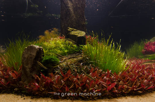 Arizona Aquascape by James Findley for The Green Machine