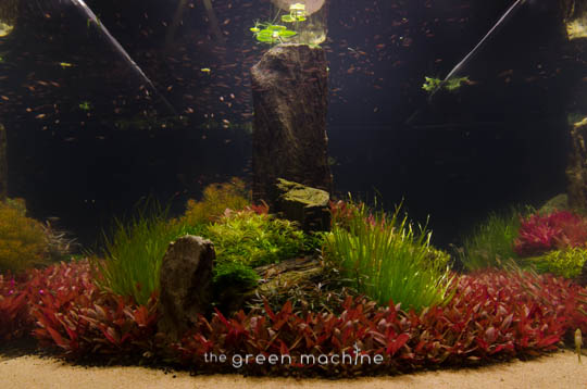 Arizona Aquascape by James Findley for The Green Machine