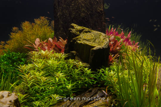 Arizona Aquascape by James Findley for The Green Machine