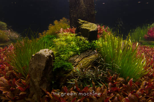 Arizona Aquascape by James Findley for The Green Machine