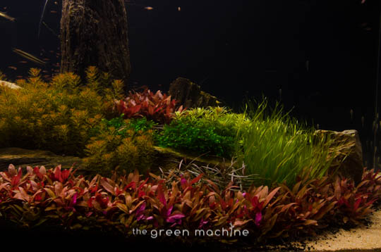 Arizona Aquascape by James Findley for The Green Machine