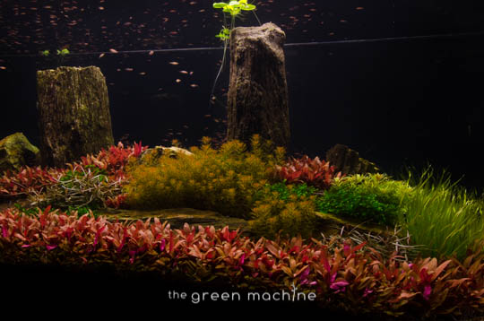 Arizona Aquascape by James Findley for The Green Machine