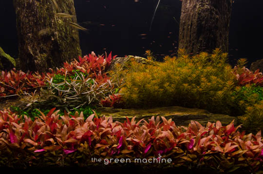 Arizona Aquascape by James Findley for The Green Machine