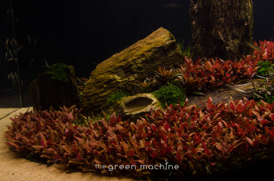 Arizona Aquascape by James Findley for The Green Machine