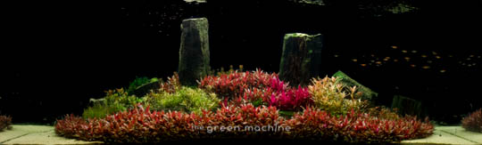 Arizona Aquascape by James Findley for The Green Machine