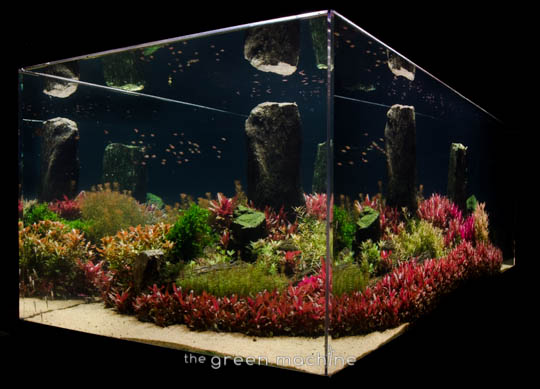 Arizona Aquascape by James Findley for The Green Machine