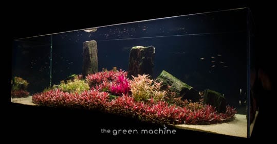 Arizona Aquascape by James Findley for The Green Machine