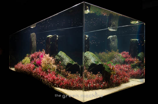 Arizona Aquascape by James Findley for The Green Machine