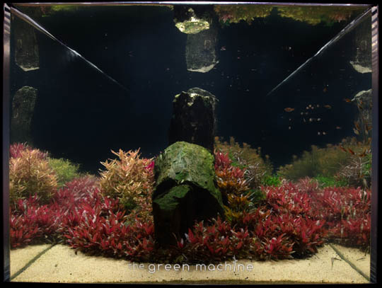 Arizona Aquascape by James Findley for The Green Machine