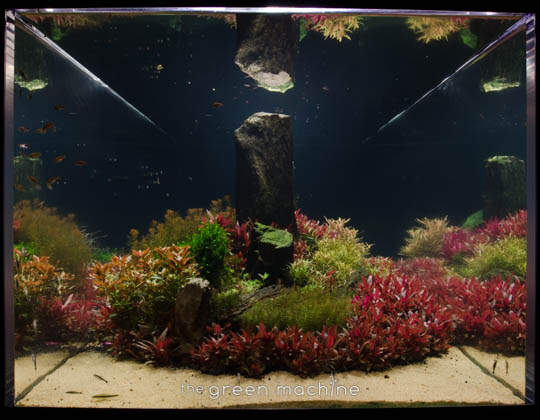 Arizona Aquascape by James Findley for The Green Machine