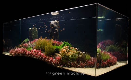Arizona Aquascape by James Findley for The Green Machine