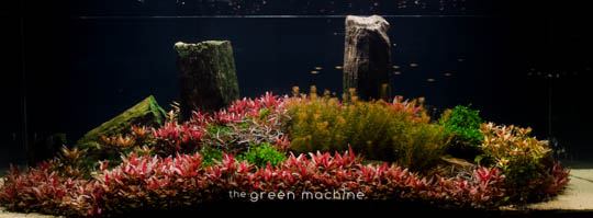 Arizona Aquascape by James Findley for The Green Machine