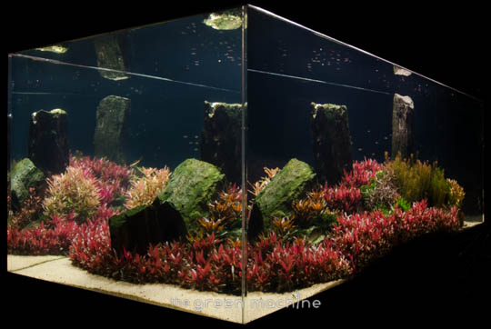 Arizona Aquascape by James Findley for The Green Machine