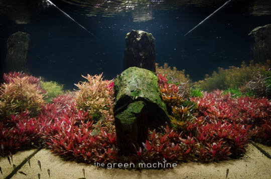 Arizona Aquascape by James Findley for The Green Machine