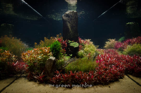 Arizona Aquascape by James Findley for The Green Machine