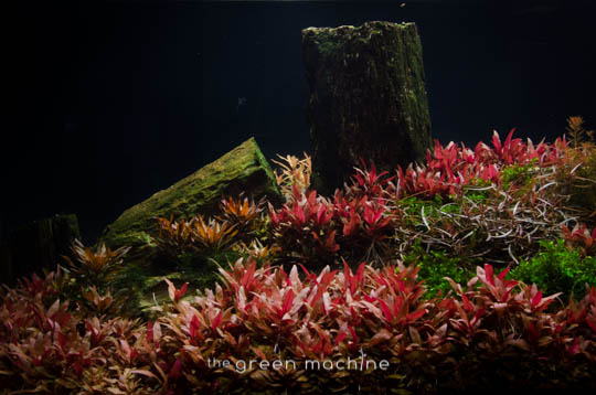 Arizona Aquascape by James Findley for The Green Machine