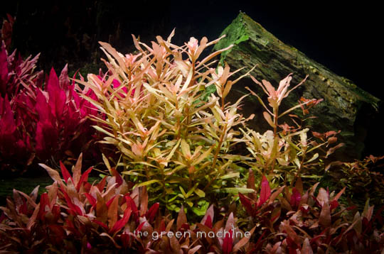 Arizona Aquascape by James Findley for The Green Machine