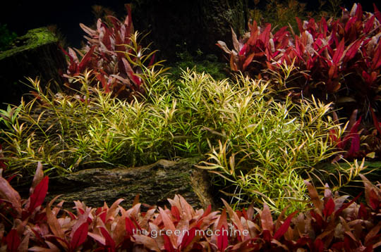 Arizona Aquascape by James Findley for The Green Machine