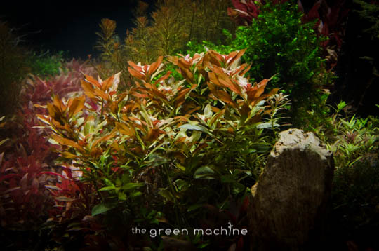 Arizona Aquascape by James Findley for The Green Machine