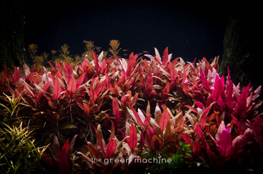 Arizona Aquascape by James Findley for The Green Machine