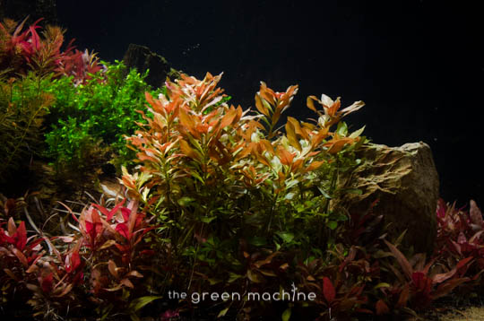 Arizona Aquascape by James Findley for The Green Machine