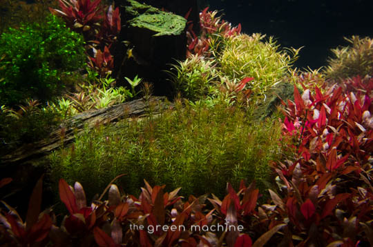 Arizona Aquascape by James Findley for The Green Machine