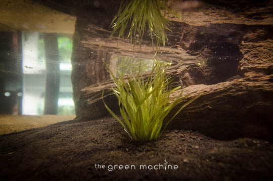 Arizona Aquascape by James Findley for The Green Machine