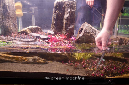 Arizona Aquascape by James Findley for The Green Machine