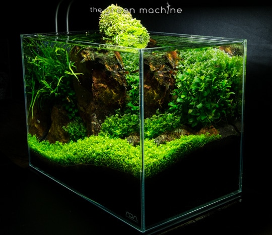Red Rock Aquascape by James Findley for The Green Machine