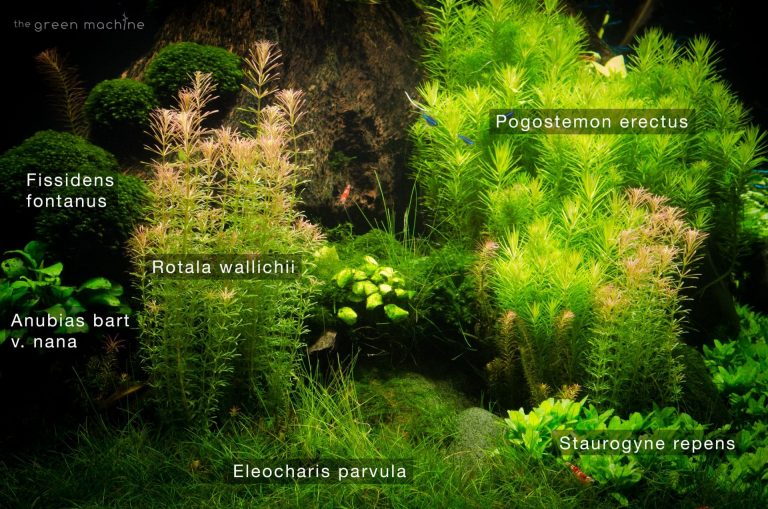 Image of Pogostemon erectus aquatic plant in Nature's Chaos aquascape