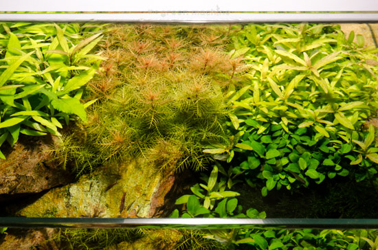Escarpment Planted Tank Aquascape by James Findley for The Green Machine
