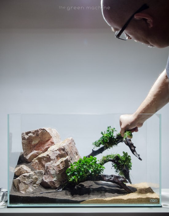 Escarpment Planted Tank Aquascape by James Findley for The Green Machine