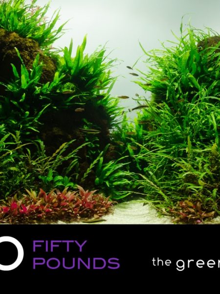 £50 Gift Voucher/Certificate for The Green Machine Aquascaping Store