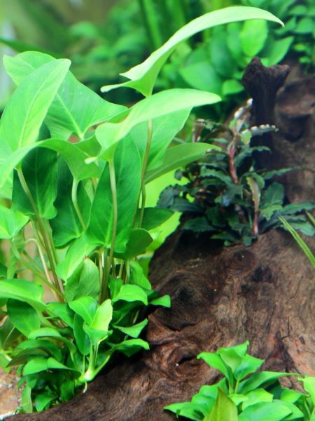 Anubias gracilis tropical aquatic plant delivered