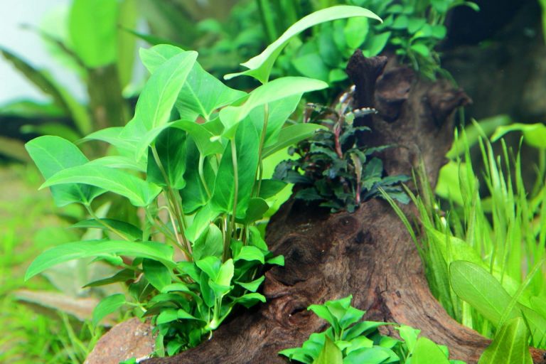 Anubias gracilis tropical aquatic plant delivered